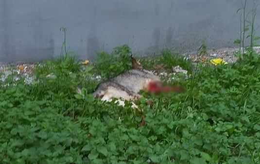 Ужасная история: подробности нападения на собаку на улице Великанова