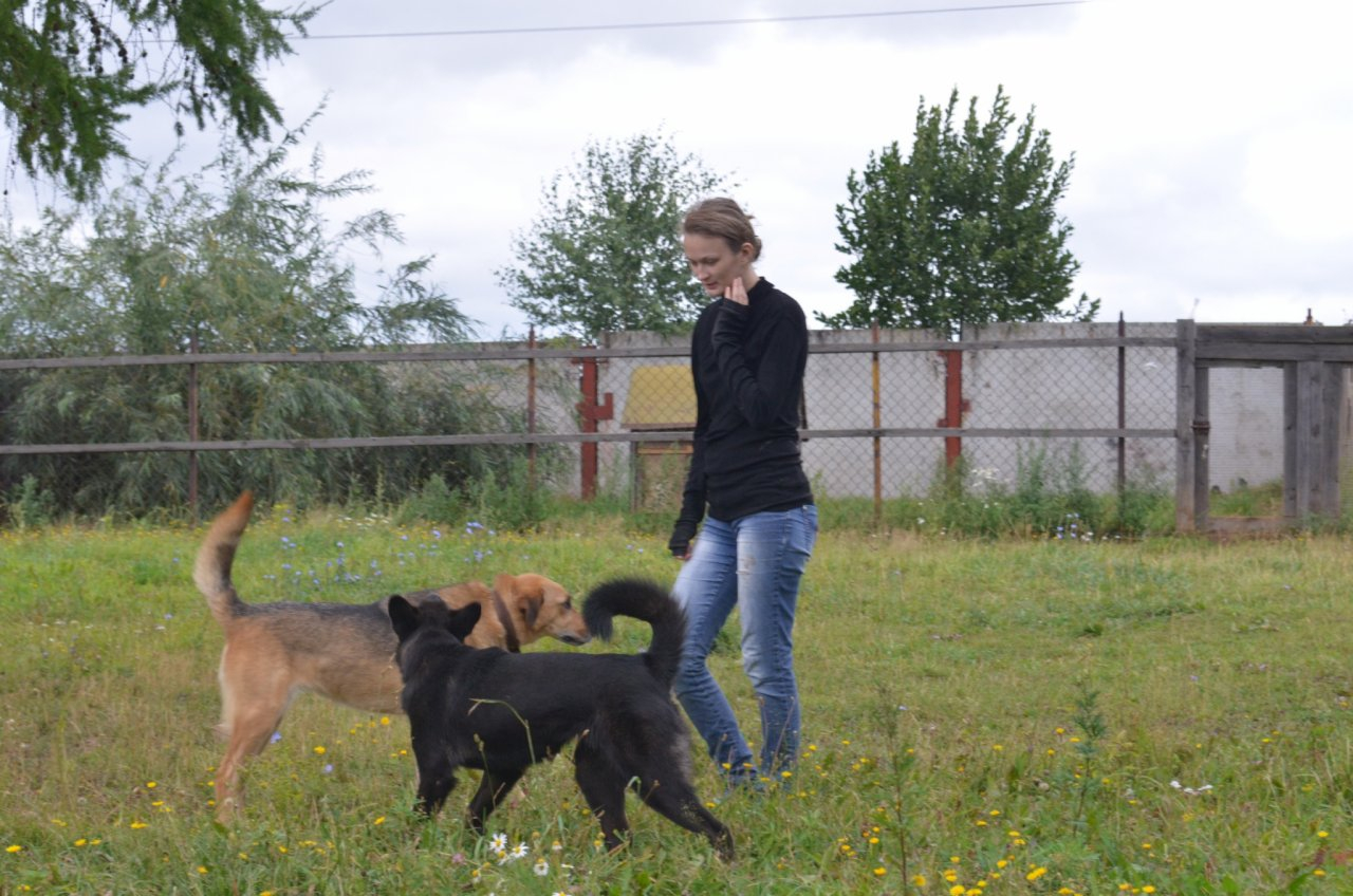 Аукцион всё-таки состоялся: стало известно, кто будет заниматься собаками в двух районах Рязани