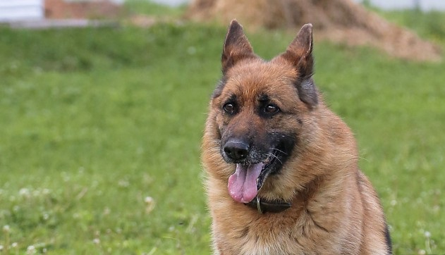 Свобода под запретом: в Госдуме предложили запретить самовыгул собак
