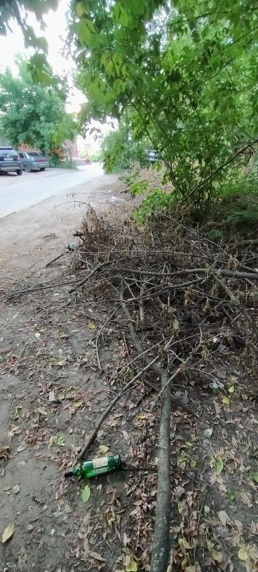 Спилили два месяца назад: на Бутырках валяются сухие деревья