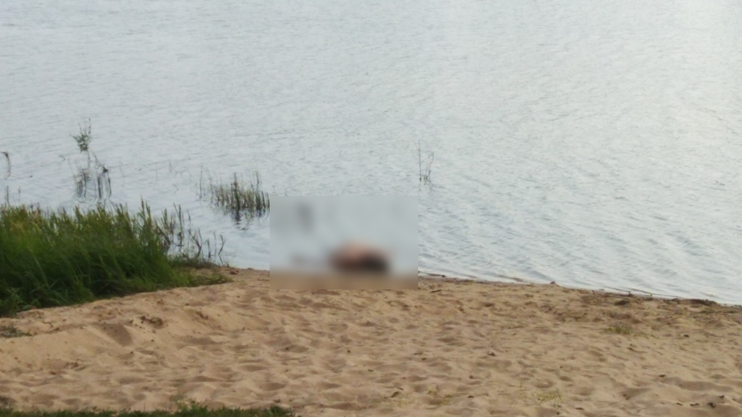 СМИ: из озера в Кадоме подняли тело мужчины