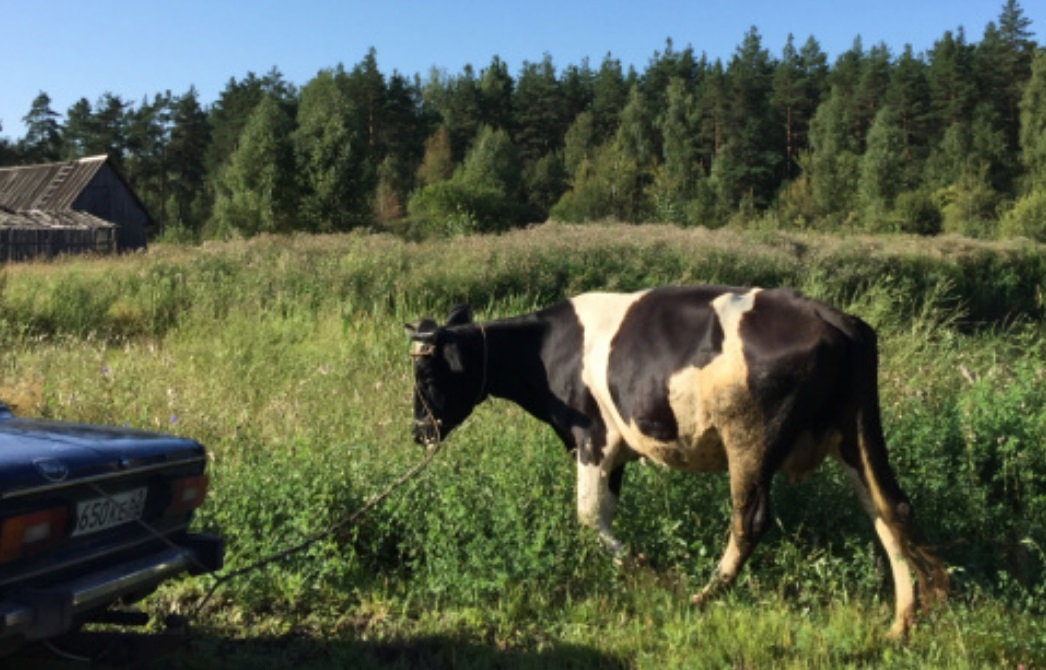 Сдал на мясо: иностранец украл в Милославском районе три коровы