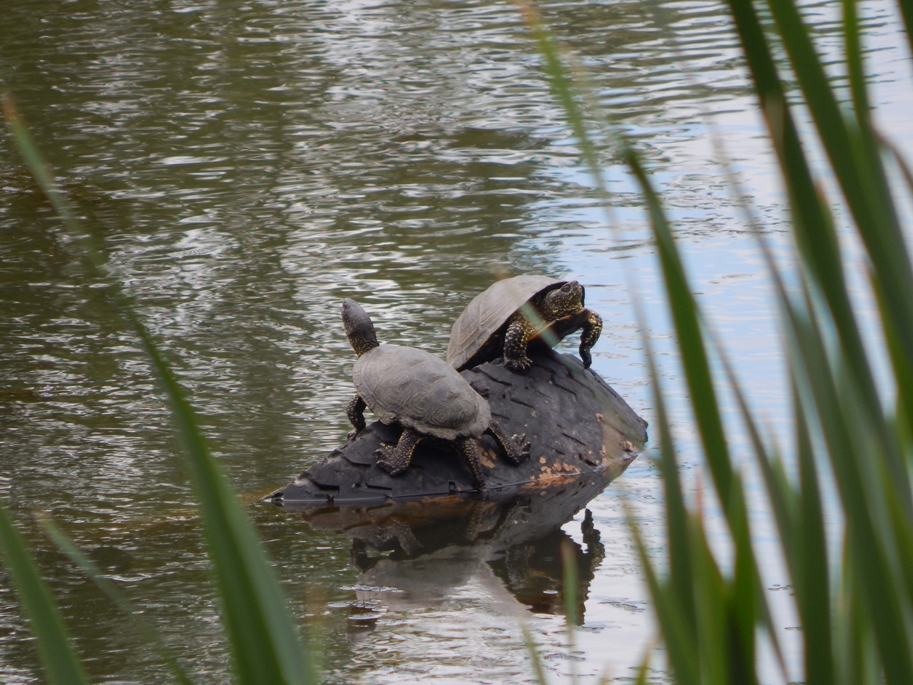 Черепахи из Черезовских прудов выжили после выброса химикатов