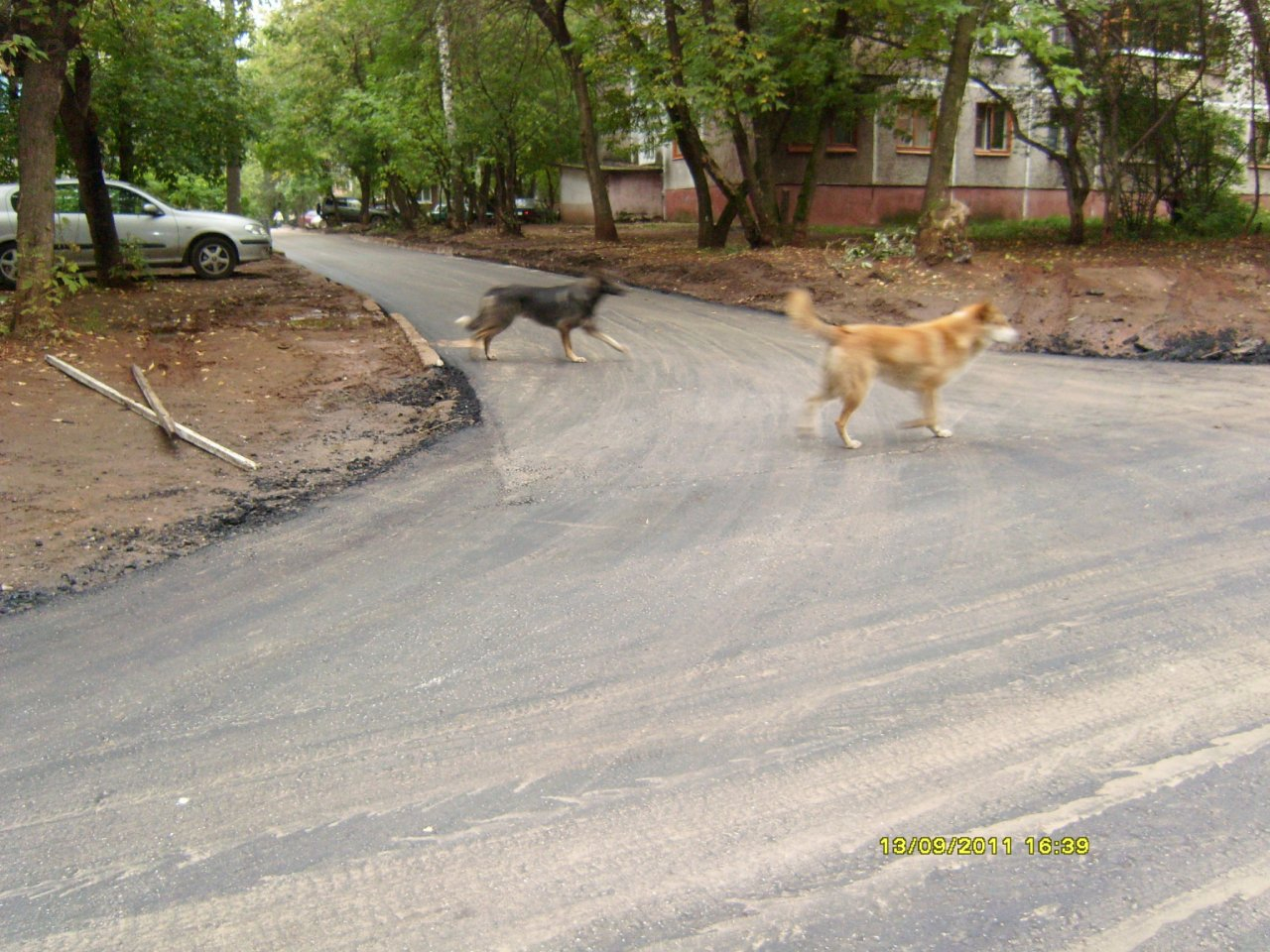 Стая агрессивных собак терроризирует жителей Московского