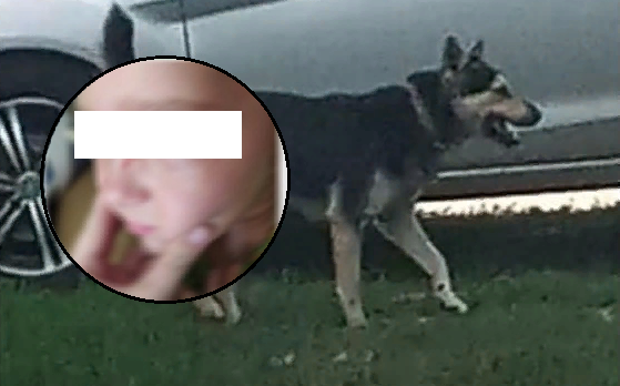 Собака искусала девочку в Долгинино: рязанцы призывают принять меры