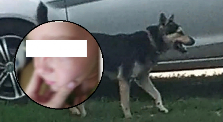 Следком начал проверку после нападения собаки на девочку под Рязанью