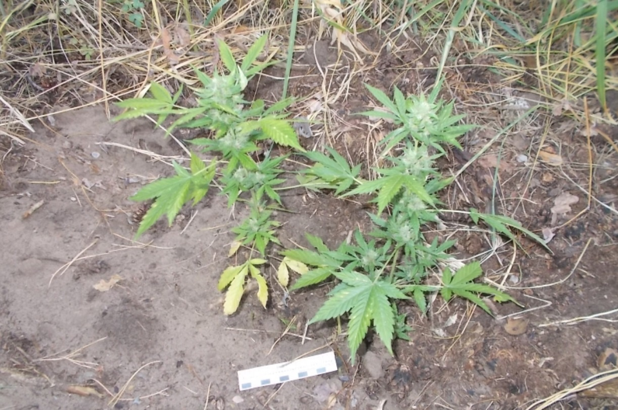 Как найти марихуану в лесу семена конопли отличия