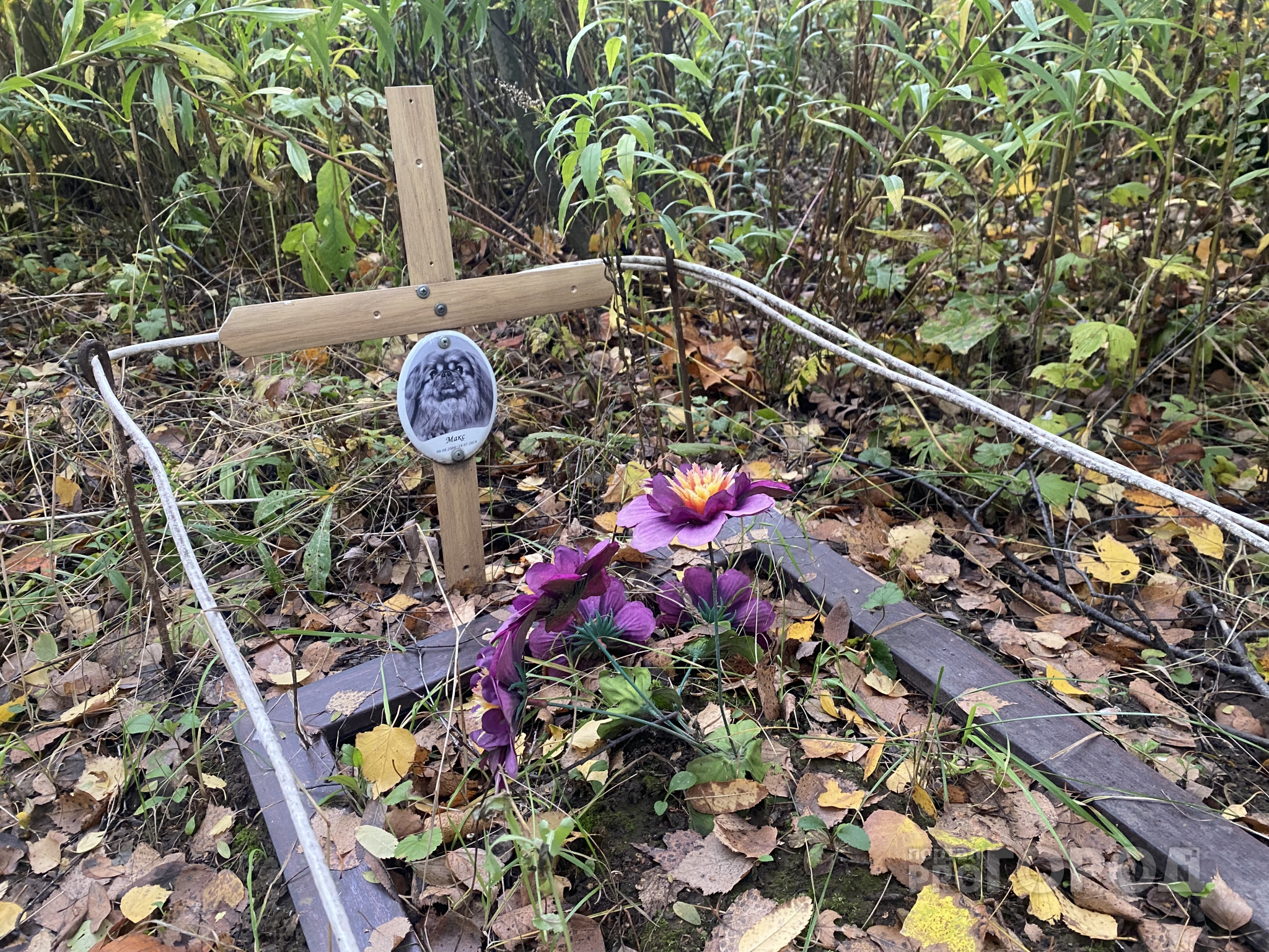 Рязанцы организовали незаконное кладбище для животных: как похоронить питомца по правилам