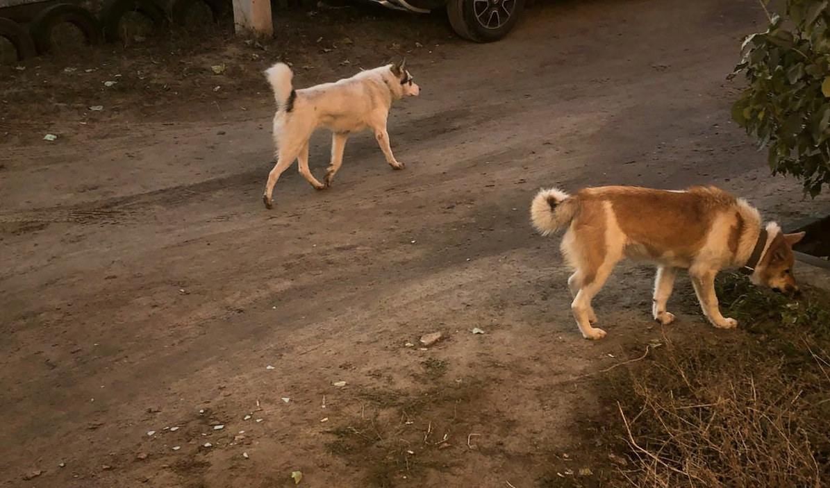 Возле школы в Заокском бродят собаки: дети опасаются ходить мимо