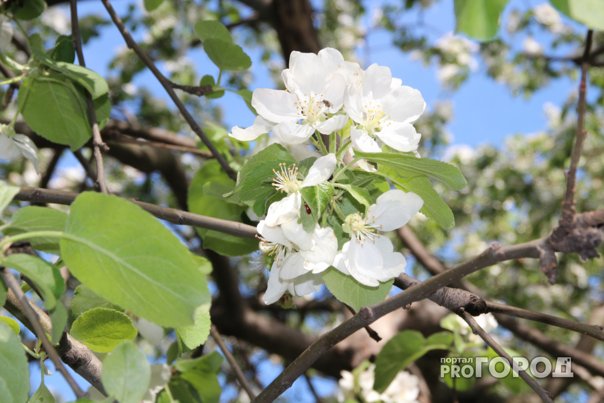 Жители Приокского обеспокоены вырубкой яблоневого сада