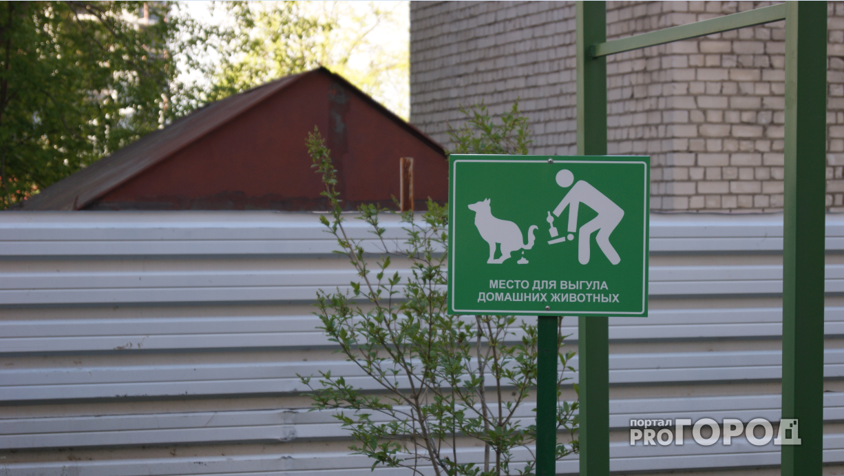 Народная жалоба: Рязанцы выгуливают собак на детских площадках
