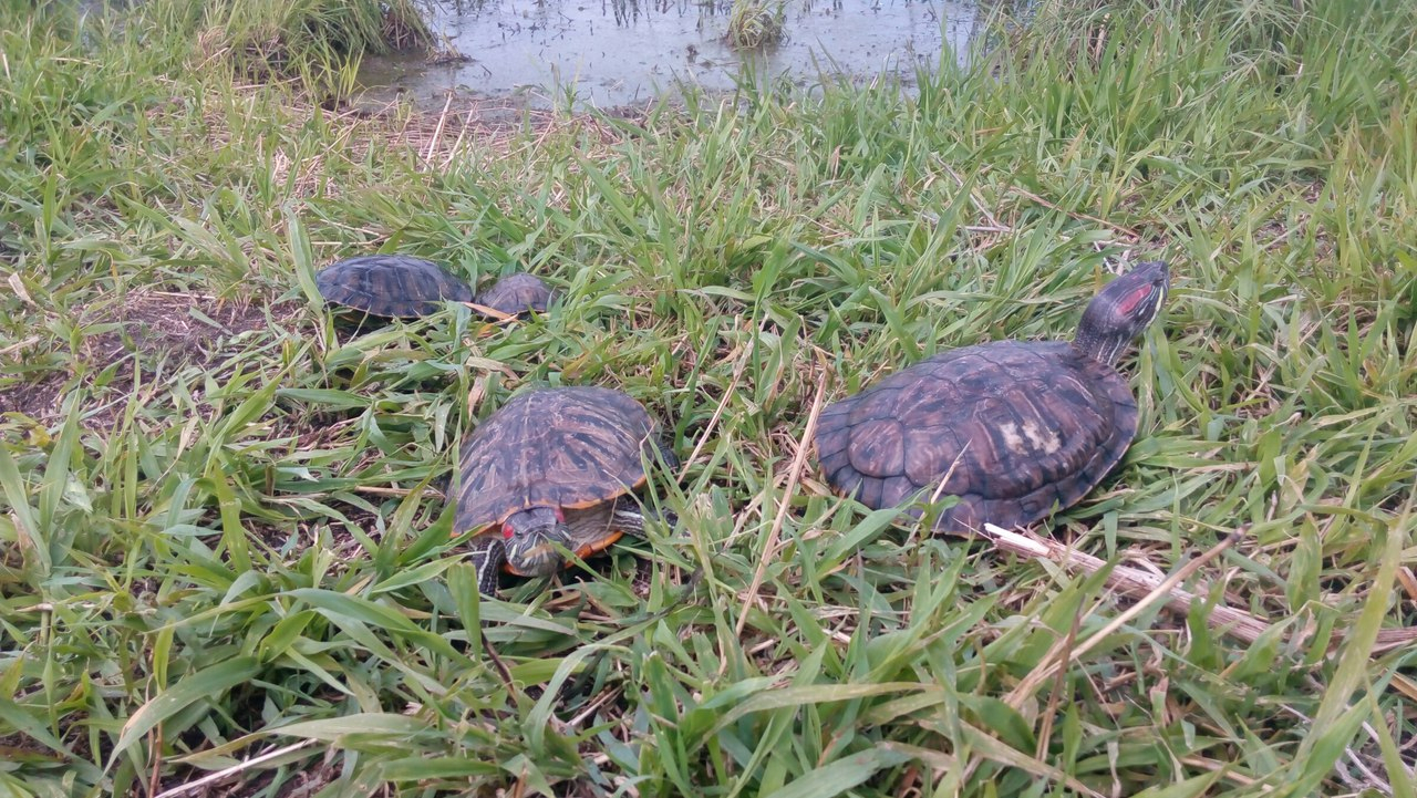 Американским черепахам понравилось плавать в рязанской грязи