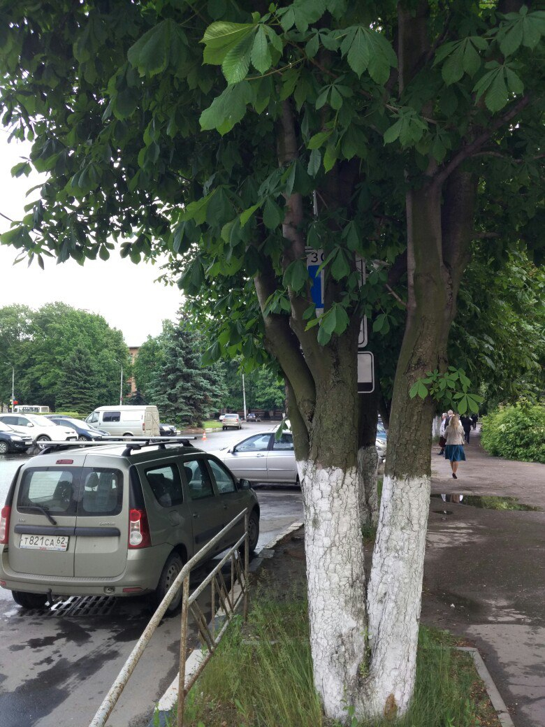 На Мичурина знак платной парковки спрятан за деревьями
