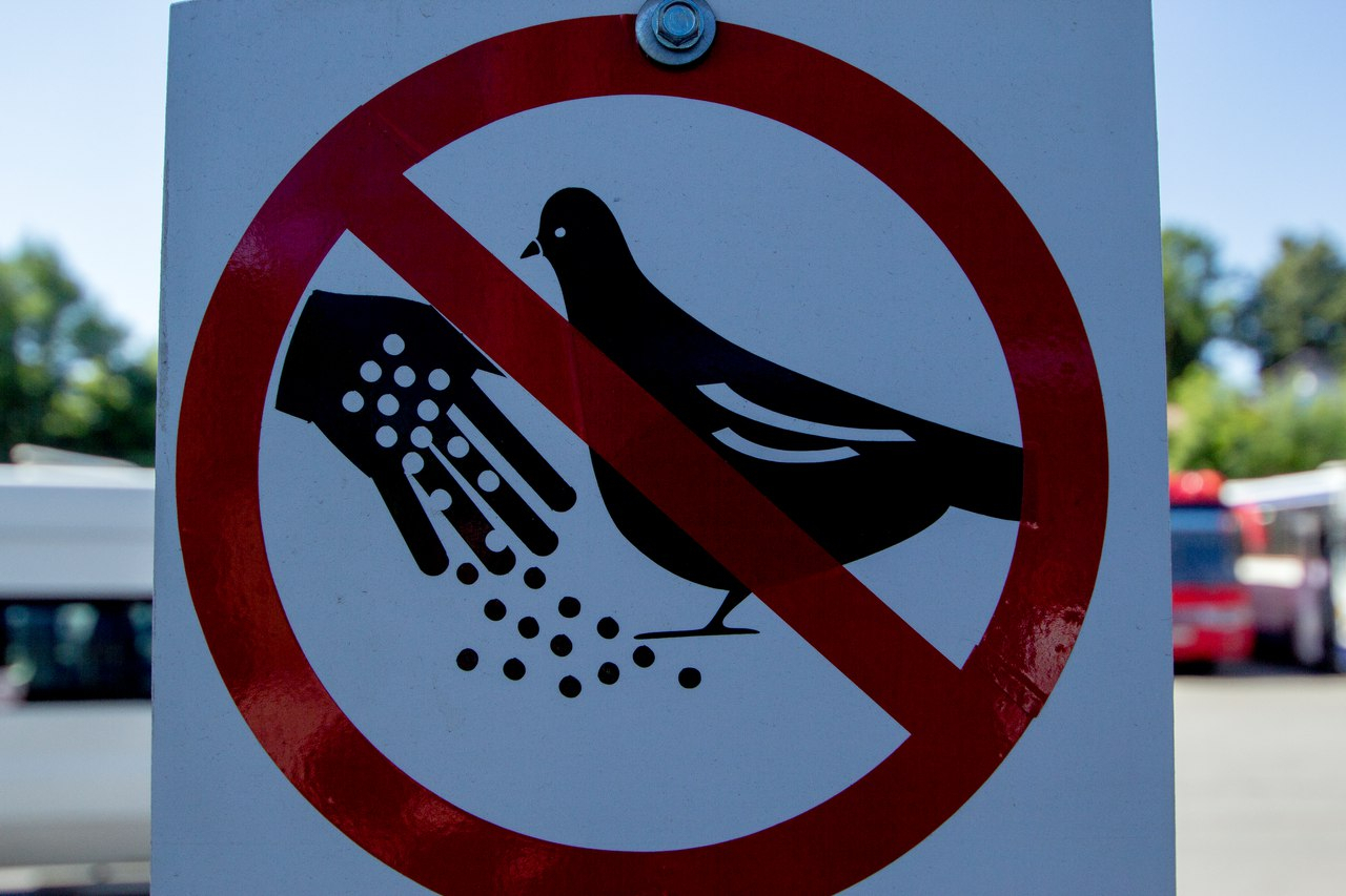 На автовокзале появился новый знак, запрещающий кормить голубей
