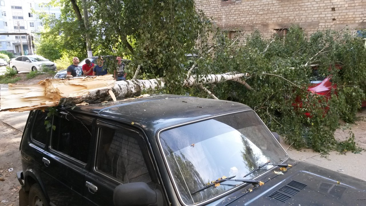 В Строителе дерево упало на припаркованные машины