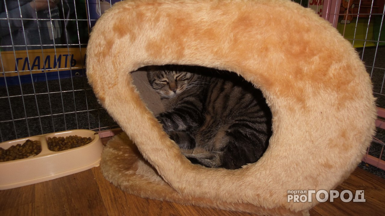 Жалоба читателя: На выставке кошек в Рязани, животных опаивают снотворным!