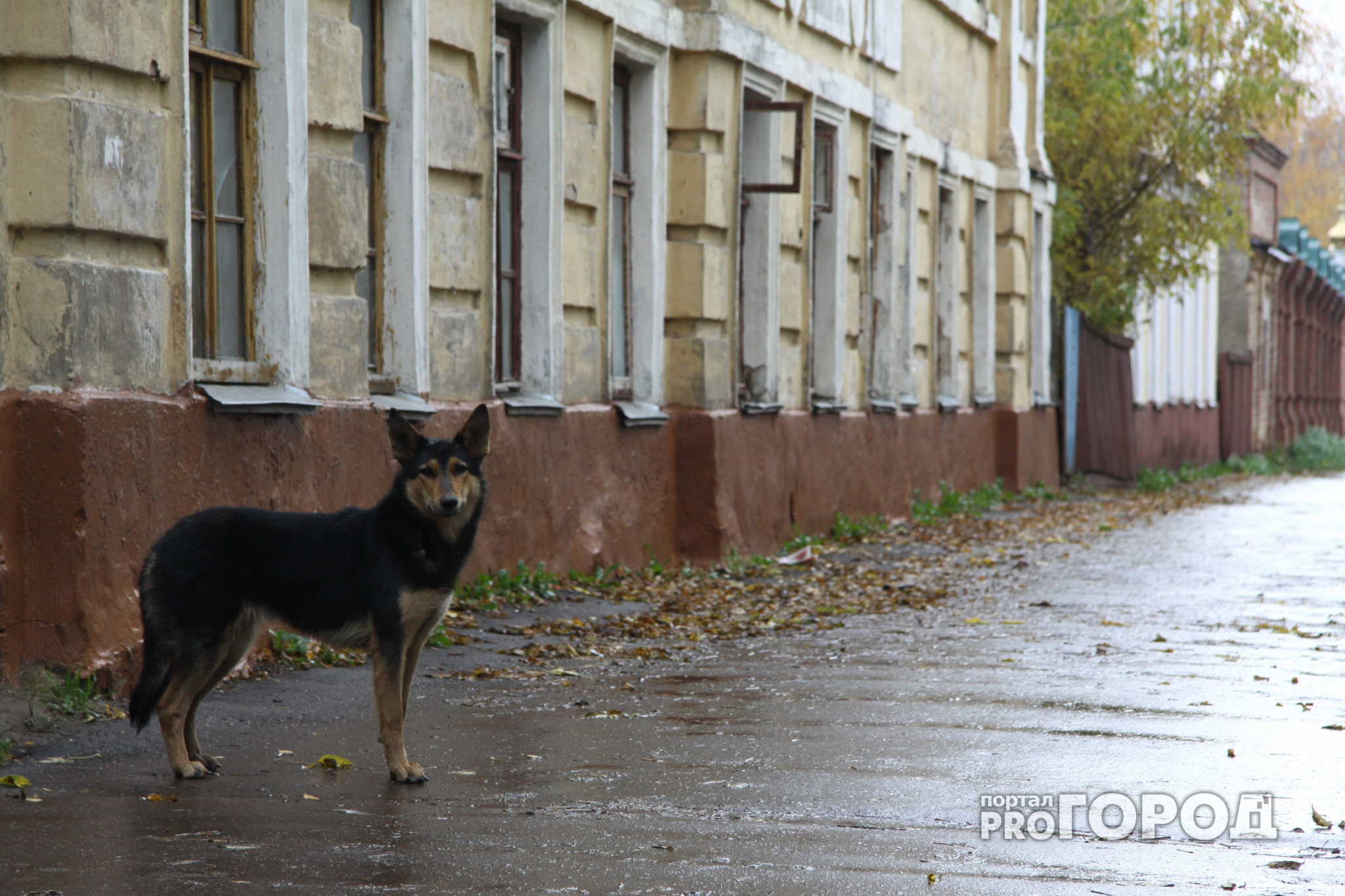 В Рязанской области собака по команде «фас» набросилась на ребенка
