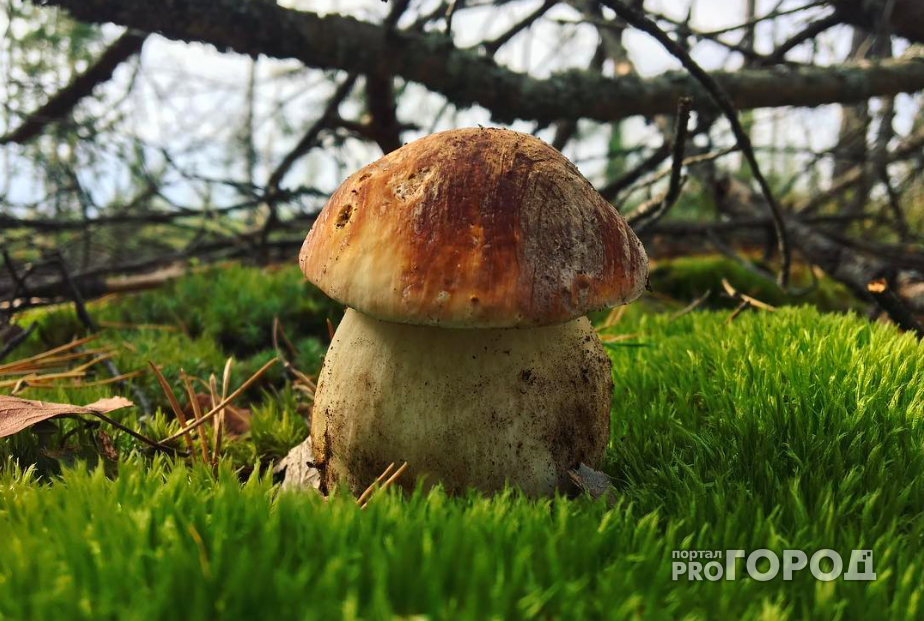 Instagram-подборка: кто нашел грибы в эти выходные