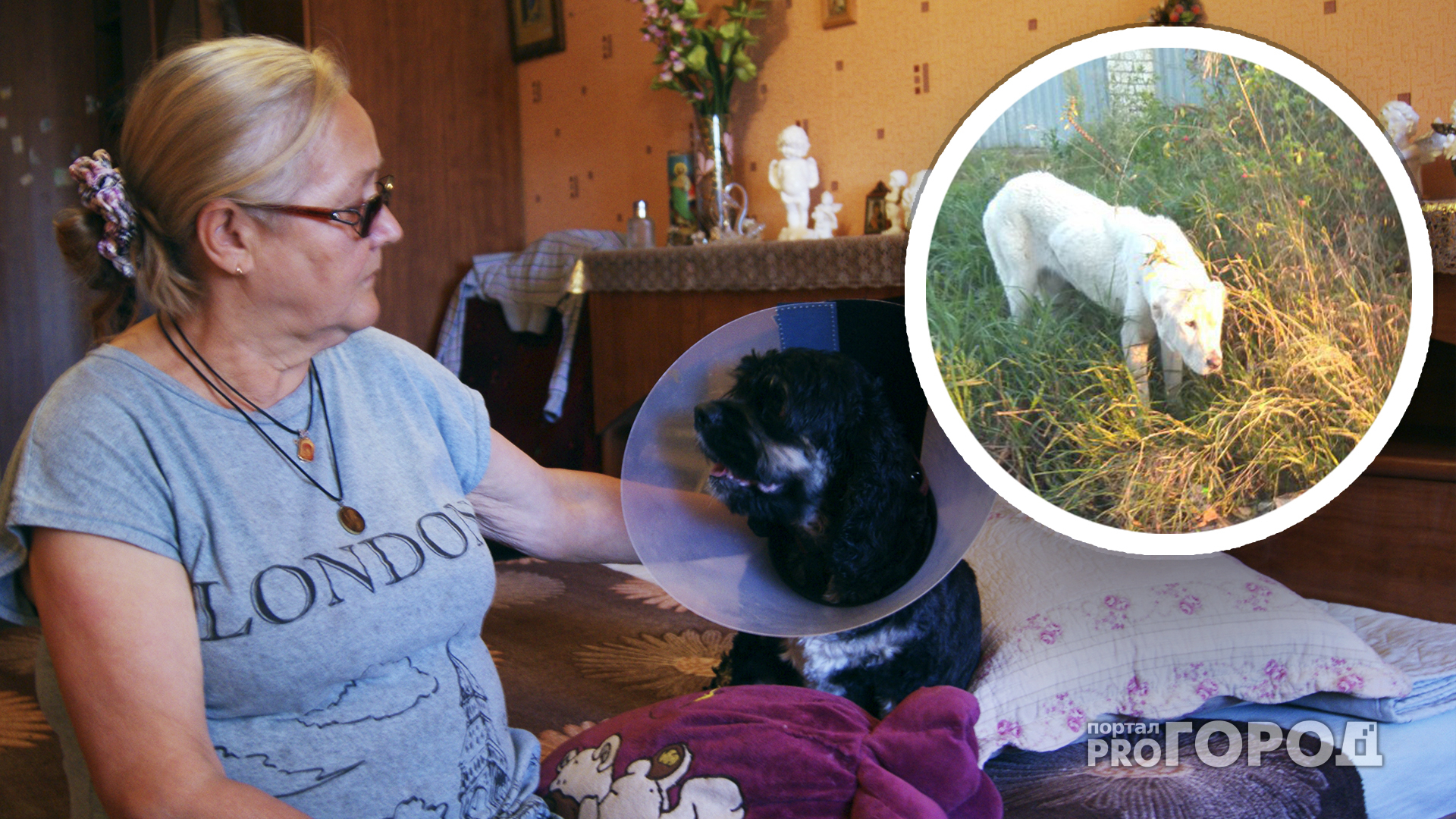 В Рязани азиатская овчарка напала на женщину с собакой