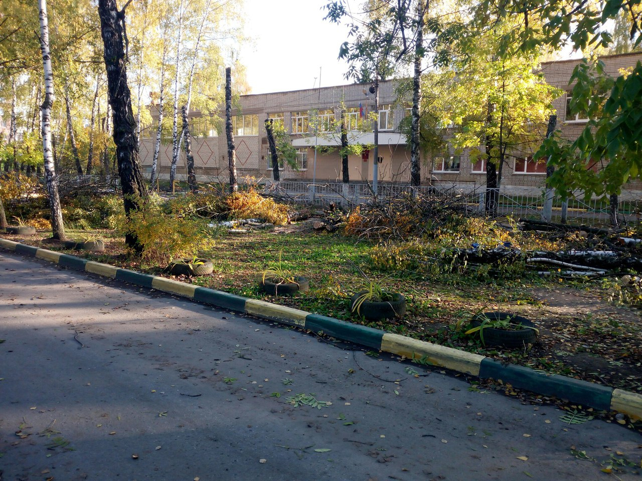 Вырубка деревьев возле школы №55 продолжается – под сруб пошли молодые березы
