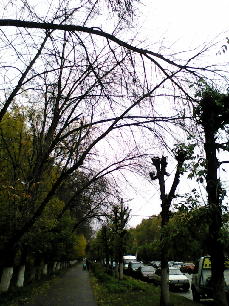 На улице Крупской ветхие деревья рискуют упасть на головы прохожих
