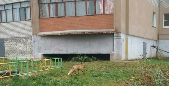 Фото-факт: Лиса гуляет во дворе жилого дома в Дашково-Песочне