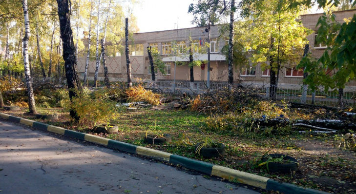 Администрация объяснила, почему срубили деревья у школы №55