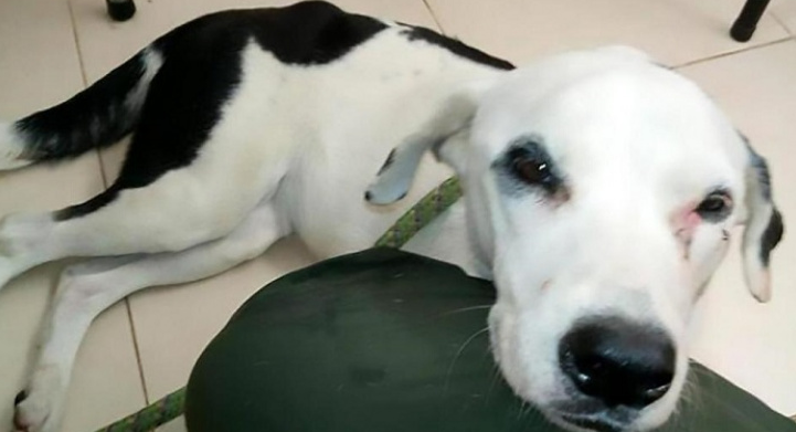 Новости мира: брошенная в аэропорту собака умерла от тоски по хозяевам