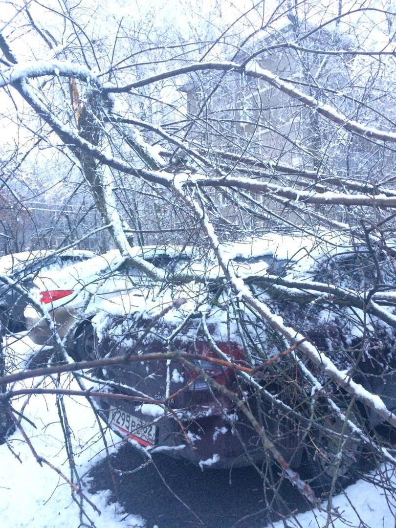 Сразу в нескольких районах Рязани из-за непогоды деревья упали на машины