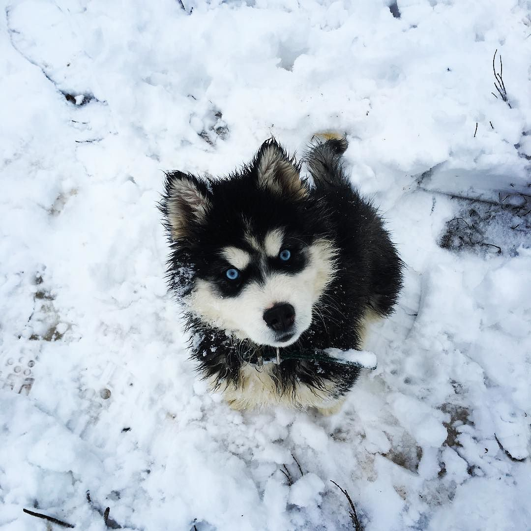 Instagram-подборка: как рязанцы встретили первый снег
