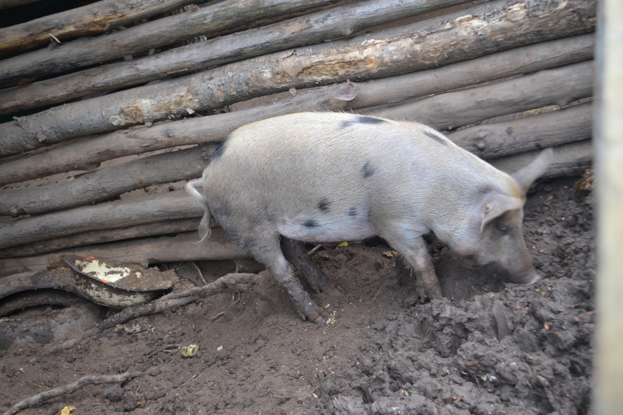 Более полутора тысяч свиней погибло в результате пожара под Рязанью