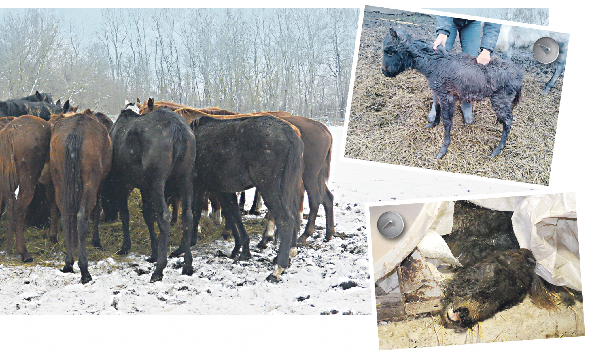 Ситуация накаляется - на конезаводе в Дивово погиб еще один жеребенок