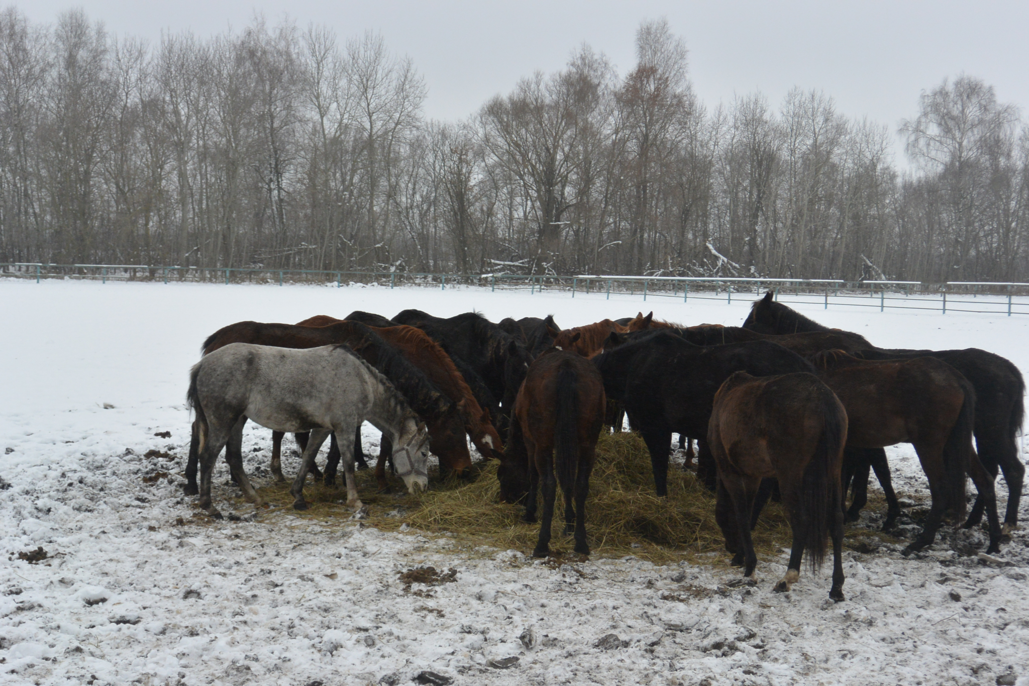 Из конезавода в Дивово пропали еще 20 лошадей, сообщают зоозащитники