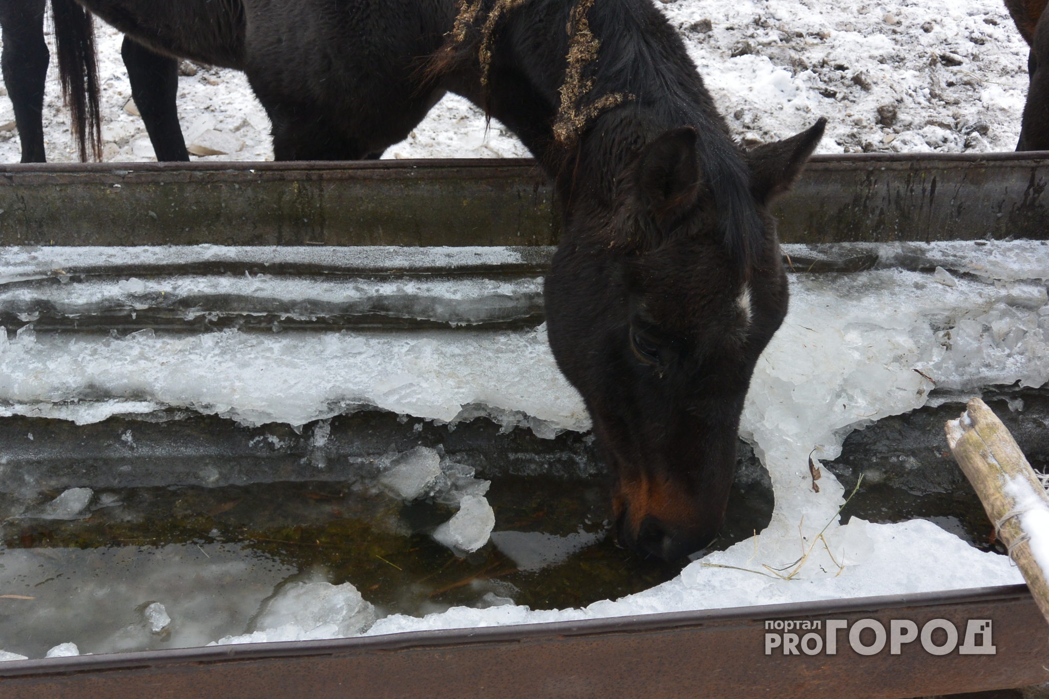 По ситуации в Дивово, где от голода умирают десятки лошадей, не стали заводить уголовное дело