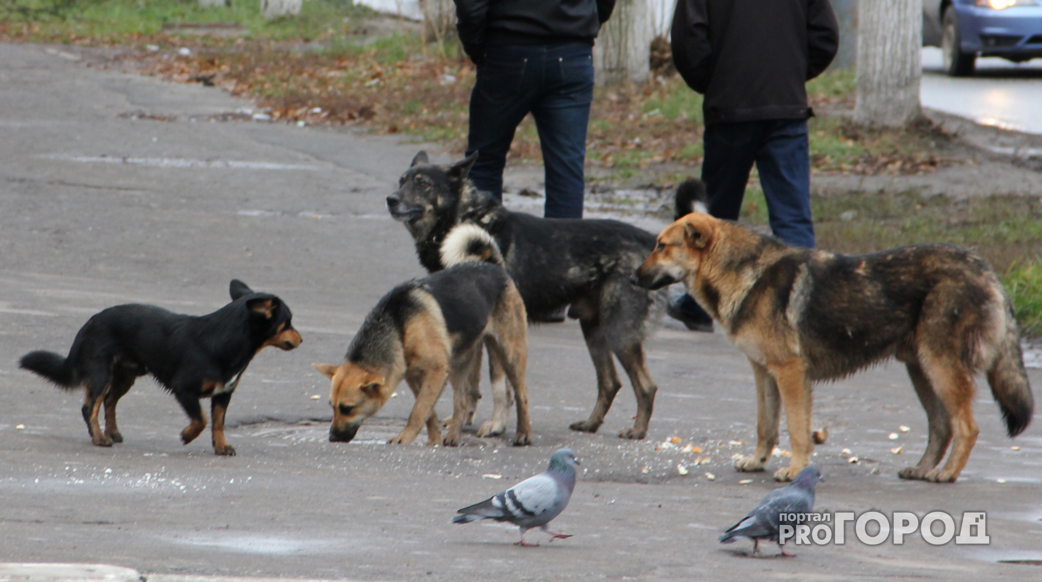 Зубастая Рязань: бродячие собаки угрожают прохожим