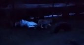 Видео: по Кадомским улицам разгуливает рысь