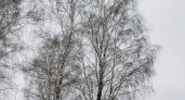 МЧС предупреждает: Рязанскую область накроет метель и сильный снег 