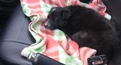 Трогательная история: как в Сапожке пристроили трех щенков