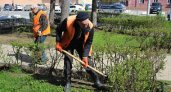 В Рязани на площади Победы высадили 55 кустов кизильника