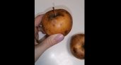 СМИ: на обед детям в школе №21 в Рязани дали гнилые яблоки