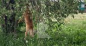 В Сапожке повесили собаку на дереве