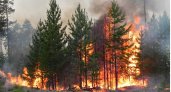 В Рязанской области в июне 2022 года потушили первый лесной пожар