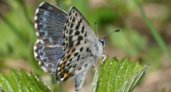 Учёные обнаружили под Рязанью необычную бабочку 