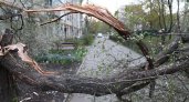 На снос 11 тысяч аварийных деревьев Рязани требуется 132 млн рублей
