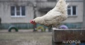 В Рязанской области объявлен карантин из-за птичьего гриппа