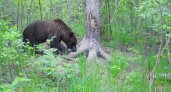 В рязанском Окском заповеднике в июне 2022 года снова заметили медведя