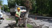 На снос аварийных деревьев в Рязани выделили еще 2 млн. рублей