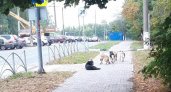 Рязанцы жалуются на свору бездомных собак на улице Берёзовой