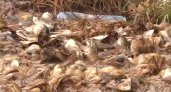 В Московском районе Рязани обнаружили незаконную свалку рыбных отходов