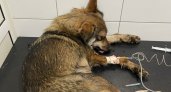 Избивший собаку 28-летний житель Рыбного задержан 